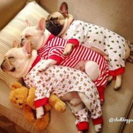 What Could Possibly Be Better Than Puppies in PJs?!?! - Life With Dogs