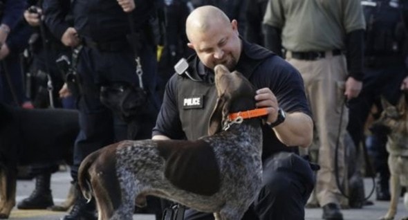 A Wayne State officer escorts Wolverine, one of Officer Rose's K-9 dogs. Photo: Mandi Wright/Detroit Free Press 