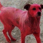 pink stray dog dyed russia 1