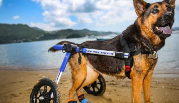 Tessa's owners got her a wheelchair when she was diagnosed with canine degenerative myelopathy. Photo: Xiaomei Chen