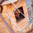 1.11.17 Dog Left Outside in the Cold Prompts a Petition Demanding Better Laws in DC6
