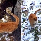 1.12.17 Dog Helps Out a Random Cat With Its Head Stuck in a Bag3