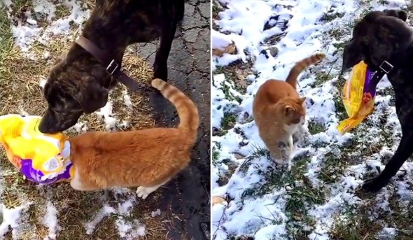 1.12.17 - Dog Helps Out a Random Cat With Its Head Stuck in a Bag3