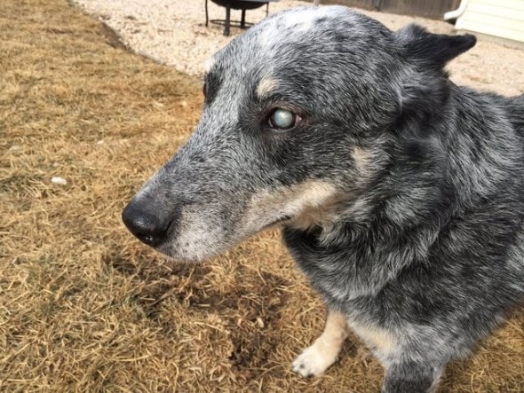 1.12.17 - officer adopts blind dog2