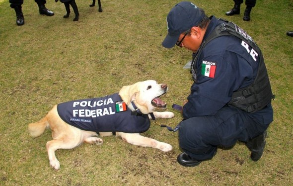 1.14.17 - Mexico Police Dogs2