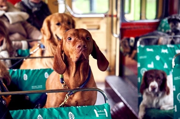 1.18.17 - London Launches World’s First Bus Tour for Dogs3