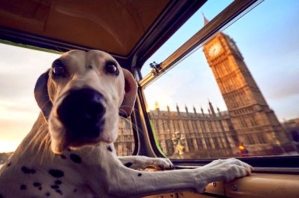 1.18.17 - London Launches World’s First Bus Tour for Dogs5