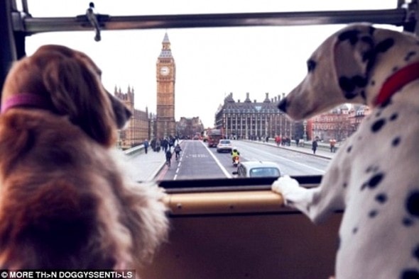 1.18.17 - London Launches World’s First Bus Tour for Dogs6