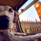 1.18.17 London Launches World’s First Bus Tour for Dogs7