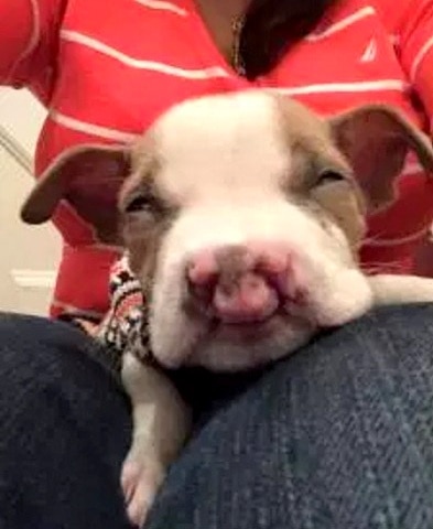 1.19.17 Cleft Palate Puppy on Craigslist Is Saved4