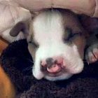 1.19.17 Cleft Palate Puppy on Craigslist Is Saved6