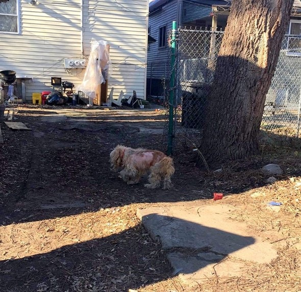 1-2-17-matted-frostbitten-dog-saved-by-a-good-samaritan1