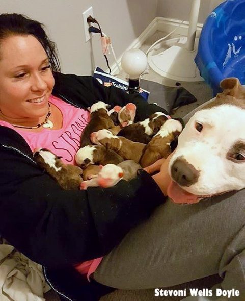 1.25.17 New Dog Mom Gives Foster Mom Her Puppies1