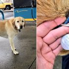 1.26.17 Man Finds a Lost Dog Thats Not Lost at All7