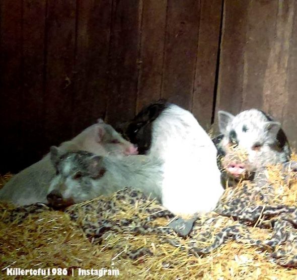 1.27.17 Dog Finally Gets His Own Pig Best Friend1