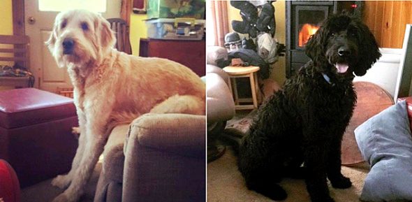 1.31.17 Harsher Laws for Animal Abuse0