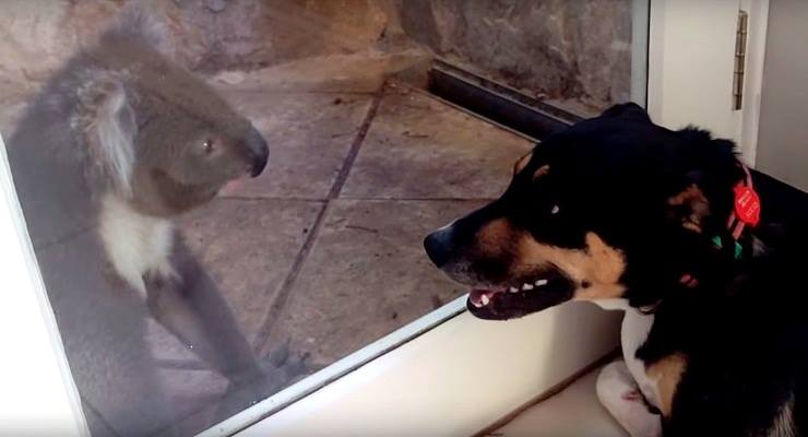 Koala and Dog Meet and Form Instant Friendship - LIFE WITH DOGS