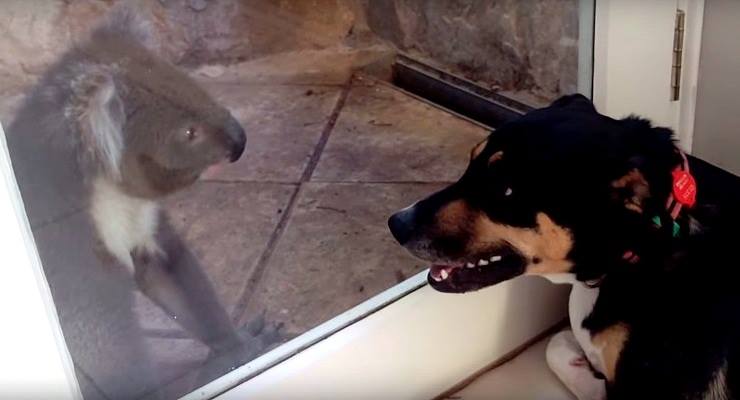 Koala and Dog Meet and Form Instant Friendship - LIFE WITH DOGS