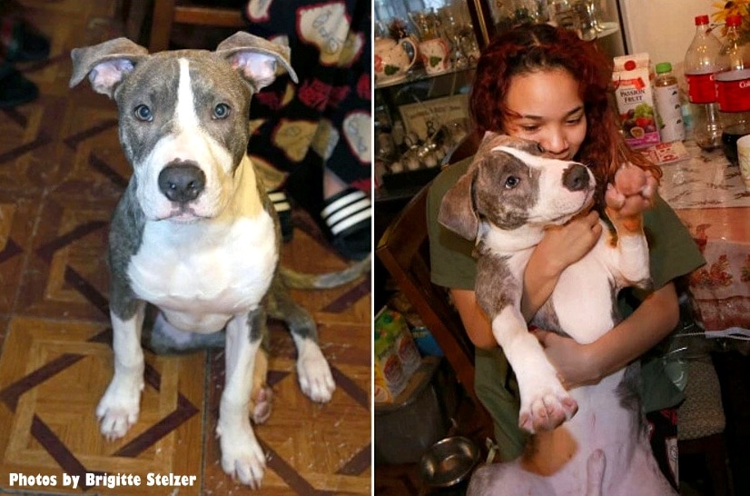 Heroic Pit Bull Puppy Who Stopped His Mom’s Rapist Is Honored - LIFE ...