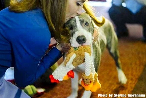 1-5-17-pit-bull-puppy-who-stopped-rape-is-honored3