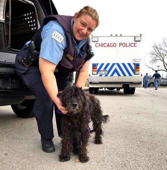 2.2.17 Cubbie Update Senior Dog Who Spent Life on the Street Has Been Adopted1