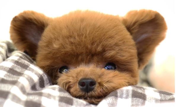 poodle bear dog