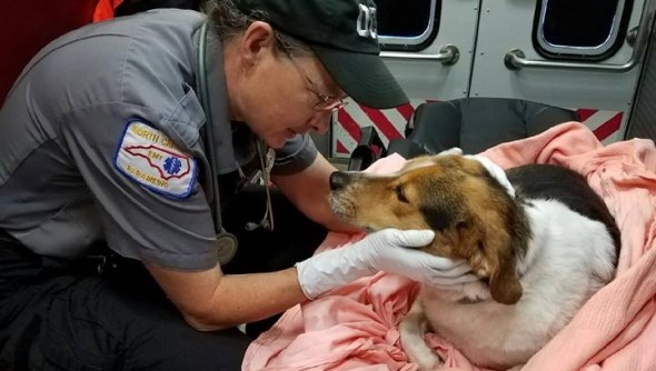Orange County paramedic Deb Hilliard comforts Petey in the back of an ambulance after being rescued. Photo: Orange County Sheriff's Office