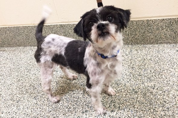 Petie, post-makeover. Photo: MSPCA-Angell