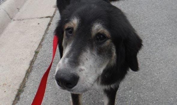 Animal control officers hope they can find the owners of this heartbroken shepherd/collie mix. Photo: Jonesboro Animal Control 