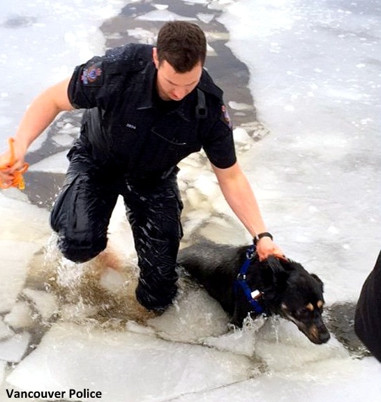 2.13.17 Officer Jumps into Frozen Lake to Save Drowning Dog5