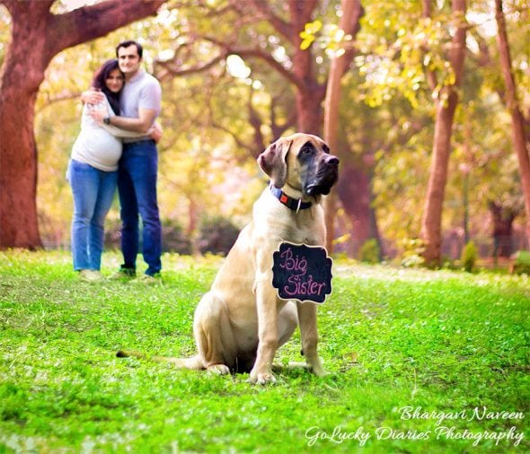 2.13.17 Pregnant Woman Told to Give Up Dogs Does Maternity Shoot With Them4