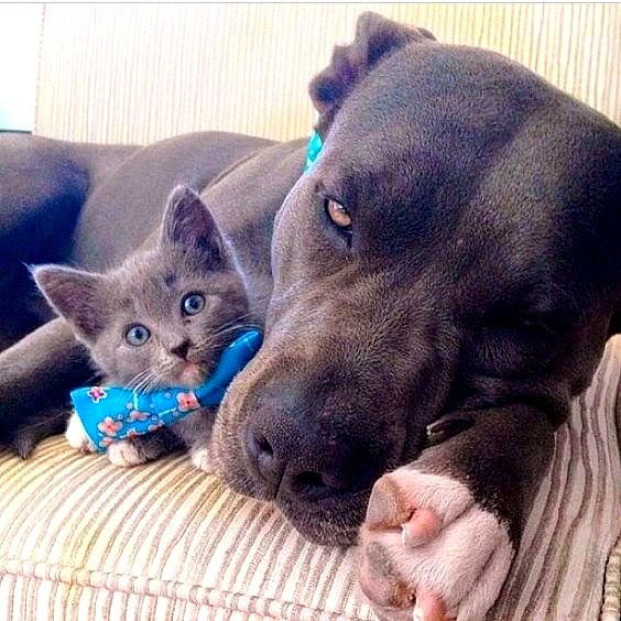 2.14.17 A Love Story Between Pit Bulls and Their Kittens9