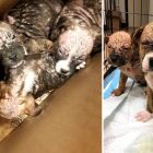 2.15.17 Neglected Puppies Abandoned in a Box Have Been Saved6