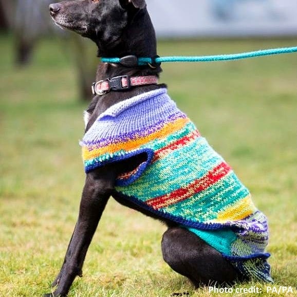 2.20.17 Womens Group Knits Sweaters for Black Dogs2