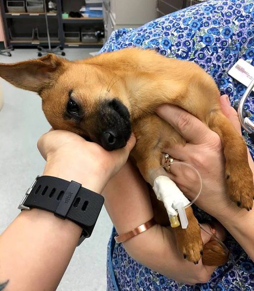 2.22.17 Police Save Puppy from Heroin Overdose1