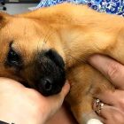 2.22.17 Police Save Puppy from Heroin Overdose3