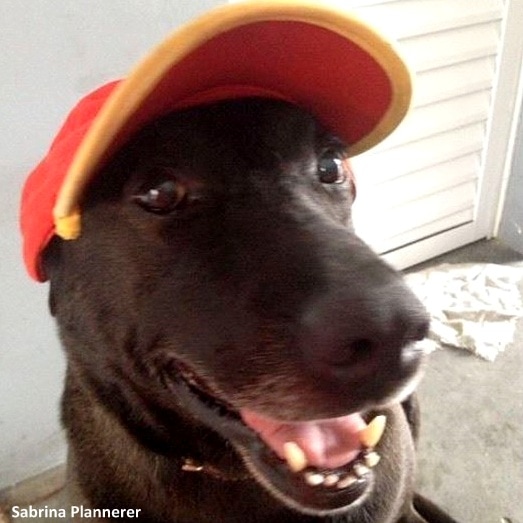 2.23.17 Dog Abandoned Gas Station Is Now An Employee1
