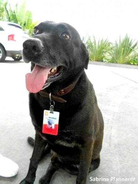 2.23.17 Dog Abandoned Gas Station Is Now An Employee2