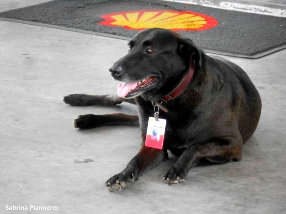 2.23.17 Dog Abandoned Gas Station Is Now An Employee5