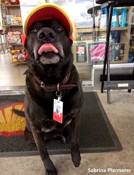 2.23.17 Dog Abandoned Gas Station Is Now An Employee6