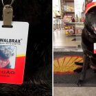 2.23.17 Dog Abandoned Gas Station Is Now An Employee8