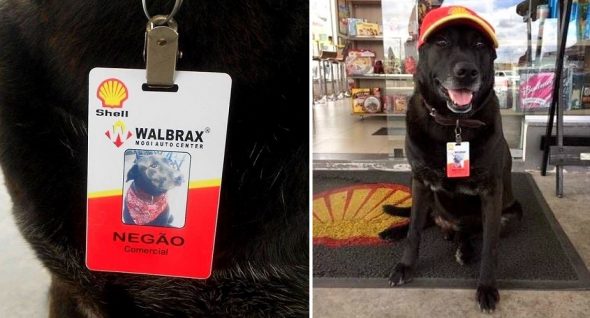 2.23.17 Dog Abandoned Gas Station Is Now An Employee8