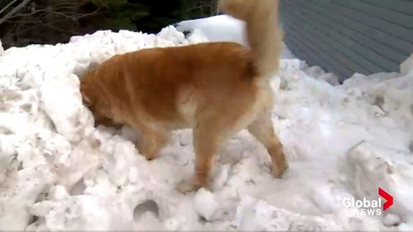2.23.17 Dog Saves Humans from Snow Fort Collapse2