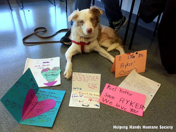 2.7.17 Second Graders Surprised With Visit From Dog They Helped Save1