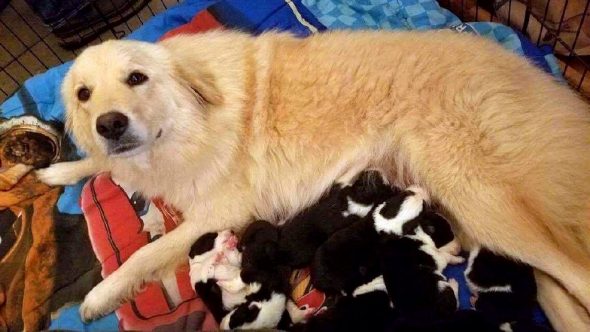 3.1.17 Mother Dog Who Lost Puppies in a Barn Fire Adopts Orphan Puppies1