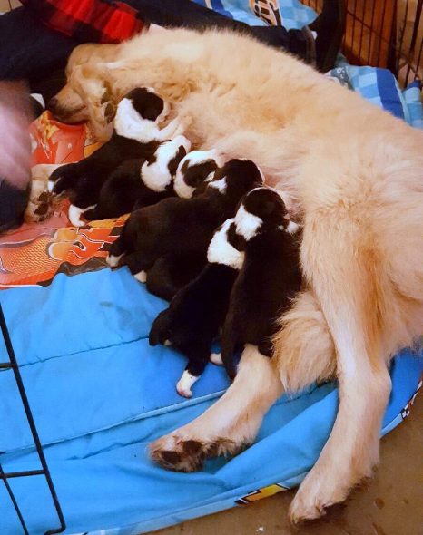 3.1.17 Mother Dog Who Lost Puppies in a Barn Fire Adopts Orphan Puppies2