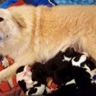3.1.17 Mother Dog Who Lost Puppies in a Barn Fire Adopts Orphan Puppies3