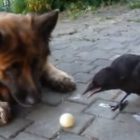 3.1.17 dog and crow play fetch