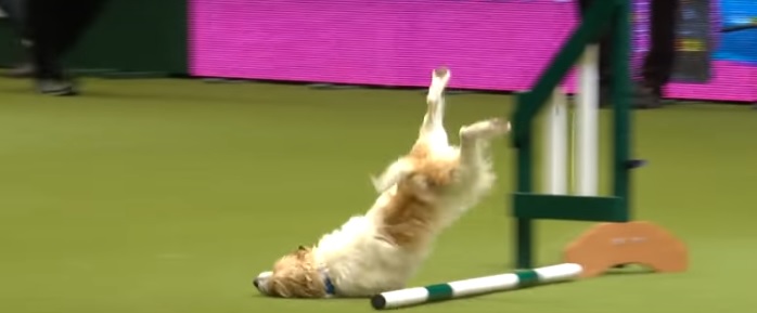 Nutro Ultra Dog Food >> Olly Has an Epic Fail During Obstacle Course at Crufts ... Nutro Ultra Dog Food >> Olly Has an Epic Fail During Obstacle Course at Crufts ...