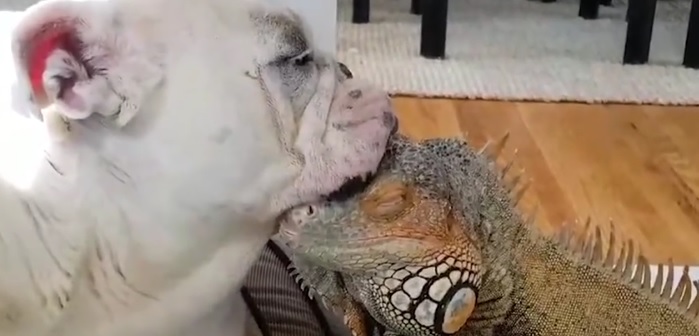 Iguana and Dog Love Each Other so Much, They Can't Stop ...
